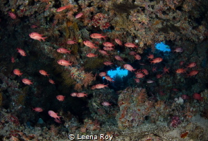 Cave at Little brother , Red Sea by Leena Roy 